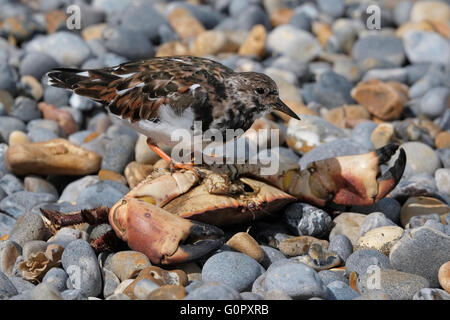 Ruddy Steinwälzer Vogel am Kiesstrand in Sheringham, North Norfolk, england Stockfoto