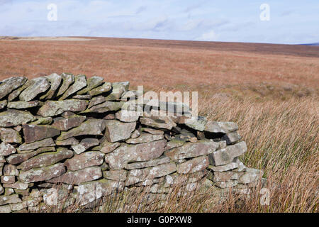 Eine Trockenmauer im Moor in der Nähe von Upper Derwent Valley in Derbyshire Peaks England UK Stockfoto