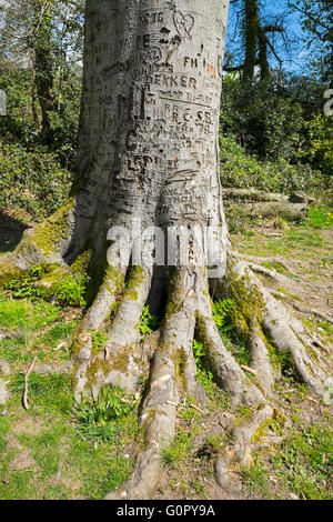 Buche mit Schnitzereien von Namen und Initialen in einem Wald bei Colemere, Shropshire, UK bedeckt Stockfoto