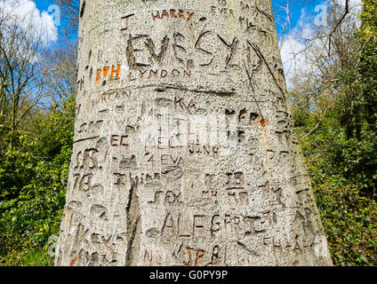 Eine Buche in Colemere, North Shropshire, bedeckt mit Namen und Initialen geschnitzt in den Kofferraum, England, UK Stockfoto