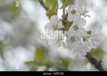 Frühlingsblumen Sie frische Aprikosen auf eine isolierte Ast Stockfoto