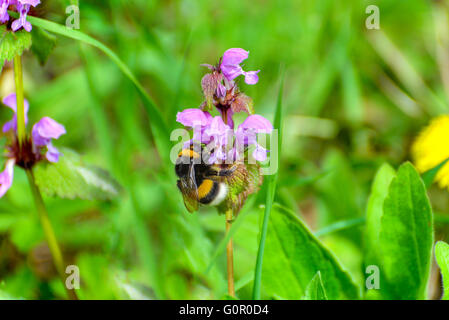 Bumblebee sammelt Nektar aus lila Blume Stockfoto