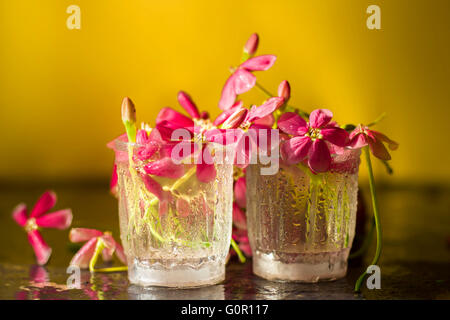 Rote Blüten in das Glas gefüllt mit Wasser gegen gelben Hintergrund. Stockfoto