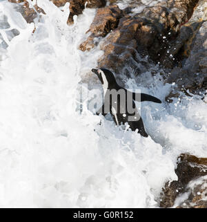 Afrikanische Pinguin gehen für ein erfrischendes Bad in Bettys Bay in Südafrika Western Cape Stockfoto