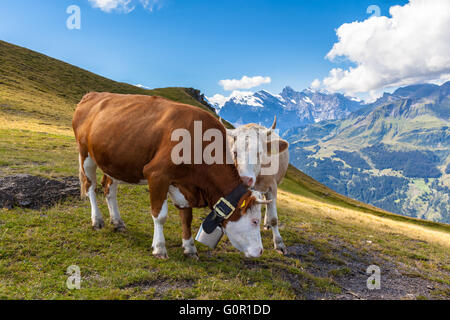 Ein paar Kühe auf Berner Oberland, in der Nähe der Seilbahnstation männlichen, Schweiz. Stockfoto