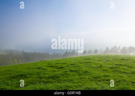 Auf der Weide im Morgennebel Stockfoto