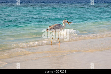 Graureiher Angeln bei Sonnenuntergang am Strand Stockfoto