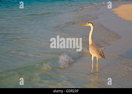 Graureiher Angeln bei Sonnenuntergang am Strand Stockfoto