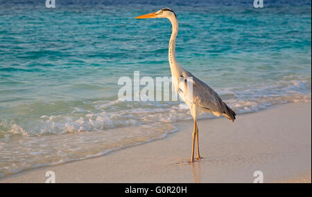 Graureiher Angeln bei Sonnenuntergang am Strand Stockfoto