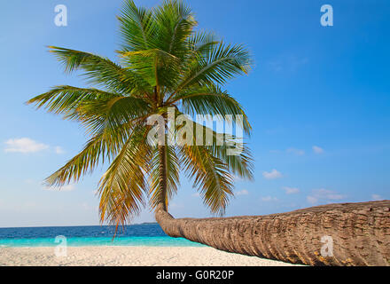 Malediven Insel. Paradies in den Tropen. Stockfoto