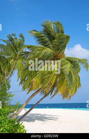 Malediven Insel. Paradies in den Tropen. Stockfoto