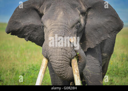 Eine wilde männlichen Elefanten grasen auf Rasen in der Ngorongoro Crater, Tansania, Ostafrika Stockfoto