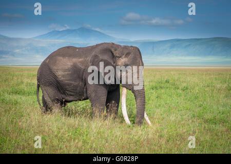 Eine wilde männlichen Elefanten grasen auf Rasen in der Ngorongoro Crater, Tansania, Ostafrika Stockfoto