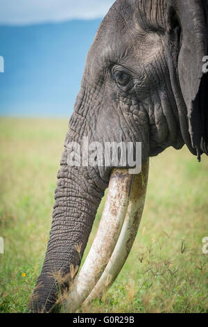 Eine wilde männlichen Elefanten grasen auf Rasen in der Ngorongoro Crater, Tansania, Ostafrika Stockfoto