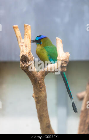 Nahaufnahme des blau-gekrönter motmot Stockfoto