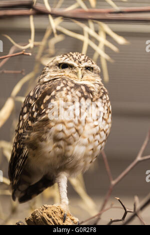 Nahaufnahme einer Eule stehen mit einbeinige Stockfoto