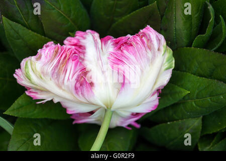 Nahaufnahme eines Aprikosenpapagei Tulip vor dem Hintergrund grüner Blätter. Frühling Großbritannien Stockfoto