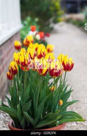 Topf mit leuchtend gelben und roten Tulpen, die in einem englischen Garten im Frühjahr Großbritannien blühen Stockfoto