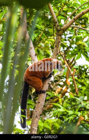 Roten Ruffed Lemur in der Struktur. Es stammt aus Madagaskar und tritt nur in den Regenwäldern von Masoala, im Nordosten von der Stockfoto