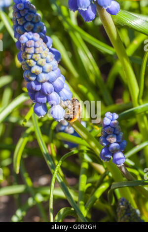 Nahaufnahme einer Biene auf die Trauben Hyazinthe mit grüner Farbe im Hintergrund, Tiefenschärfe, verfügbaren Speicherplatz zu kopieren. Stockfoto