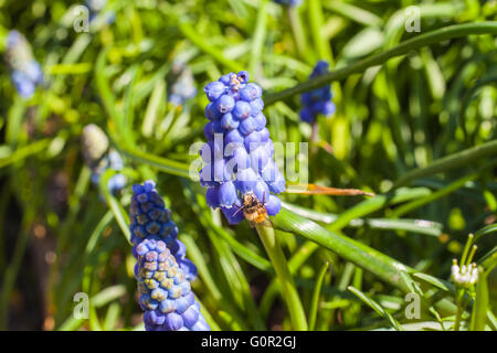 Nahaufnahme einer Biene auf die Trauben Hyazinthe mit grüner Farbe im Hintergrund, Tiefenschärfe, verfügbaren Speicherplatz zu kopieren. Stockfoto