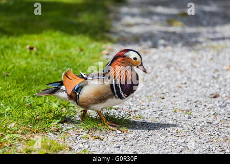 Nahaufnahme einer männlichen Mandarin Ente zu Fuß auf den Boden. Stockfoto