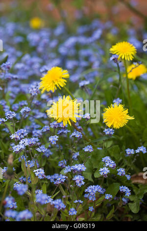 Taraxacum Officinale und Myosotis Sylvatica. Löwenzahn und Forget me Nots. Stockfoto