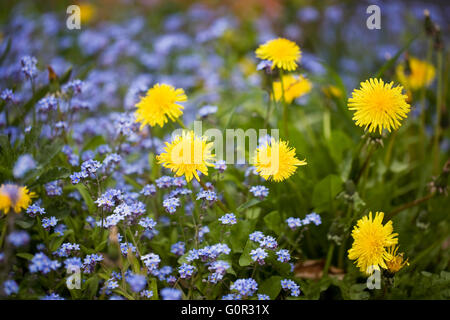 Taraxacum Officinale und Myosotis Sylvatica. Löwenzahn und Forget me Nots. Stockfoto