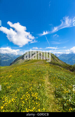 Atemberaubende Aussicht auf dem Wanderweg im Berner Oberland mit schönen Blumen im Vordergrund und die Bergkette der Alpen auf der Rückseite Stockfoto