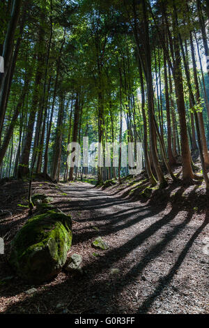 Schöne von Sonnenlicht durch den Wald in der Dämmerung Stockfoto