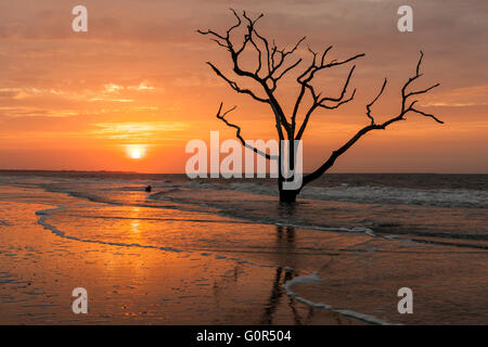 Die Sonne geht über einer einsamen Toten Eiche am Strand in Botany Bay Plantation WMA auf Edisto Island, South Carolina. Stockfoto