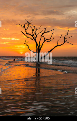 Die Sonne geht über einer einsamen Toten Eiche am Strand in Botany Bay Plantation WMA auf Edisto Island, South Carolina. Stockfoto