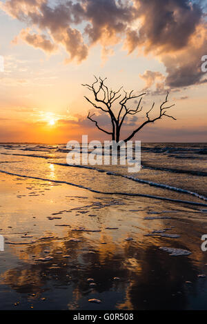 Die Sonne geht über einer einsamen Toten Eiche am Strand in Botany Bay Plantation WMA auf Edisto Island, South Carolina. Stockfoto