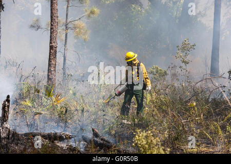 Florida Park Service Mitarbeiter verwendet eine Tropf-Fackel um eine vorgeschriebene brennen im Hochland Hängematte State Park in Sebring, Florida auszuführen. Stockfoto