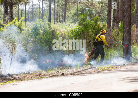 Florida Park Service Mitarbeiter verwendet eine Tropf-Fackel um eine vorgeschriebene brennen im Hochland Hängematte State Park in Sebring, Florida auszuführen. Stockfoto