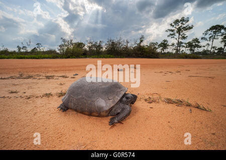 Ein Gopher-Schildkröte (Gopherus Polyphemus) kreuzt eine unbefestigte Straße im Hochland Hängematte State Park in Sebring, Florida. Stockfoto