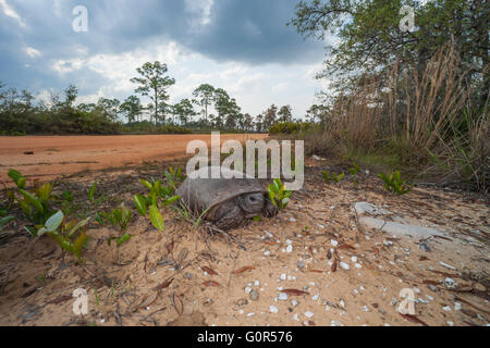 Ein Gopher-Schildkröte (Gopherus Polyphemus) kreuzt eine unbefestigte Straße im Hochland Hängematte State Park in Sebring, Florida. Stockfoto