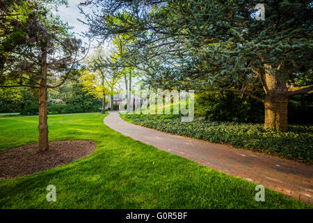 Bäume über einen Fußweg an der Johns Hopkins University in Baltimore, Maryland. Stockfoto