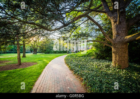 Bäume über einen Fußweg an der Johns Hopkins University in Baltimore, Maryland. Stockfoto