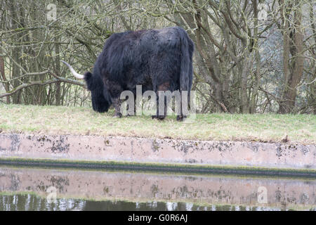 Schwarz-Longhorn Kuh Stockfoto