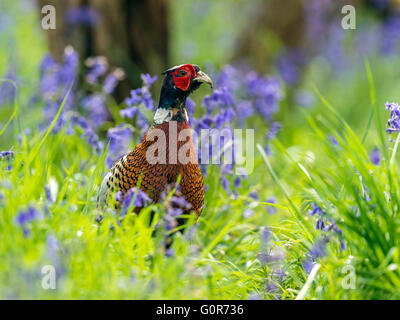 Schöne männliche Ring-necked Fasan (Phasianus Colchicus) posieren in natürlichen Wäldern Wald Einstellung. Umgeben von Glockenblumen Stockfoto