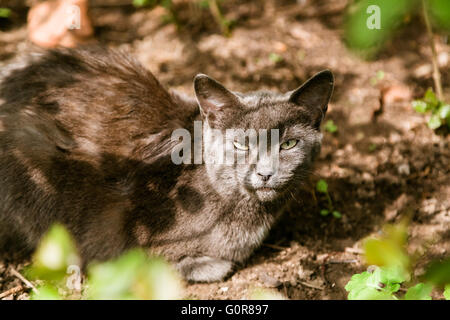 Porträt der grauen Katze sitzt im Schatten Stockfoto