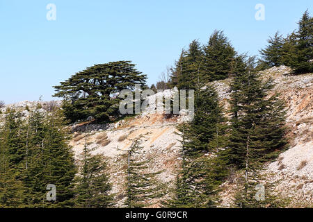 Libanon-Landschaft mit Zedern Stockfoto, Bild: 103855532 - Alamy