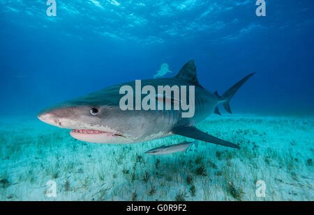 Tiger Shark schwimmen auf den Bahamas Stockfoto