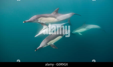 Herde von gemeine Delfine während der Sardine Run, Südafrika Stockfoto