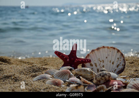 Roter Seestern und Haufen von Muscheln am Strand mit Meer im Hintergrund Stockfoto