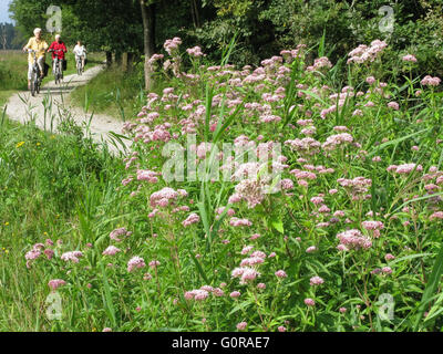 Senioren genießen Sommer Natur auf einen aktiven Fahrrad-Urlaub in der Provinz Drenthe, Niederlande Stockfoto