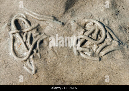 Ausscheidungen der Wattwürmer (Interpretation Marina). Die Würmer essen Sand und alles essbare zu verdauen. Die gefilterte Sand wird nach ausgeworfen. Stockfoto