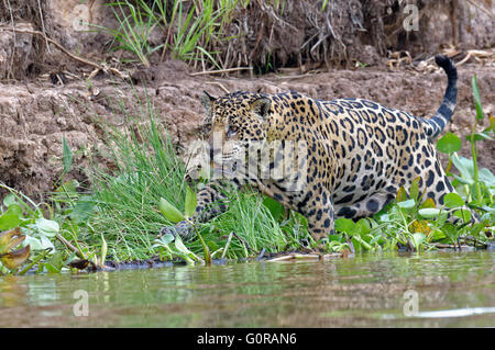 Jaguar (Panthera Onca) im Wasser, Cuiaba Fluss, Pantanal, Mato Grosso, Brasilien Stockfoto