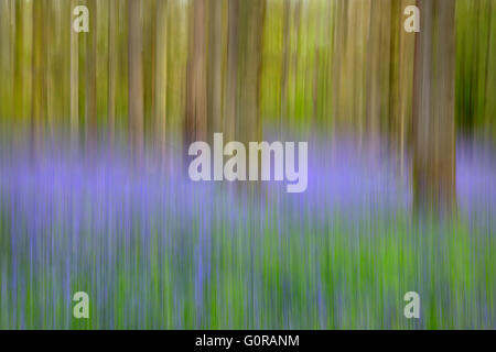 Glockenblumen Hyacinthoides non-Scriptus im Wald kann abstrakte Norfolk Stockfoto